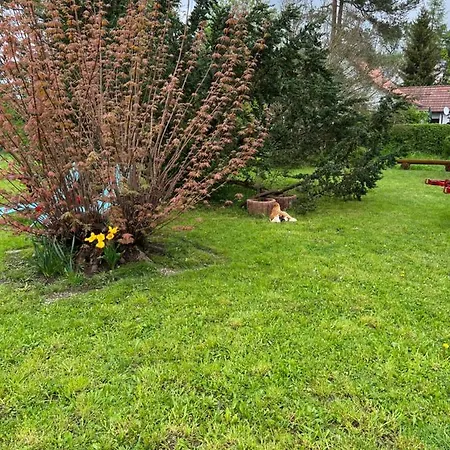 Hirsch Schwarzwald