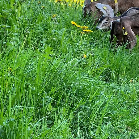 Hirsch Schwarzwald Fluorn-Winzeln