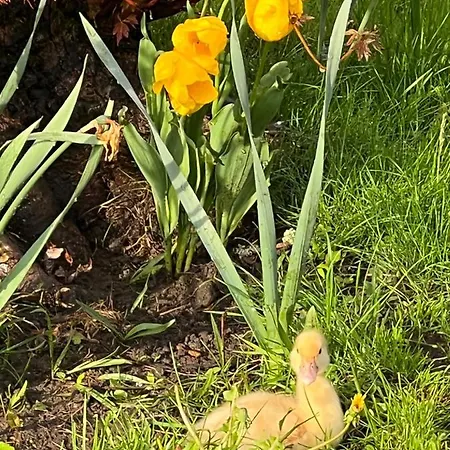 Hirsch Schwarzwald 酒店