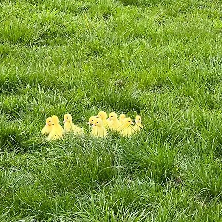 Hirsch Schwarzwald 酒店