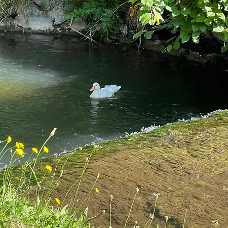 Hirsch Schwarzwald * Fluorn-Winzeln