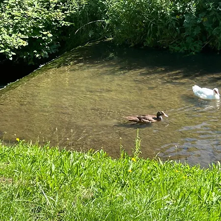 Hirsch Schwarzwald Fluorn-Winzeln